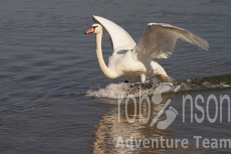 swan race.jpg